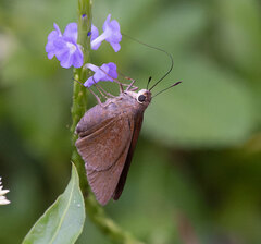 Asbolis capucinus