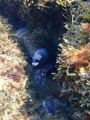 Muraena helena
