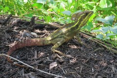 Basiliscus vittatus