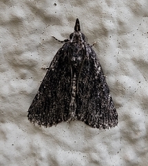 Omphalocera occidentalis
