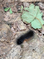 Hypercompe scribonia