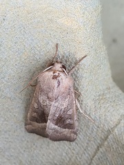 Hydraecia nordstroemi