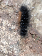 Hypercompe scribonia