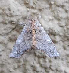 Olceclostera seraphica