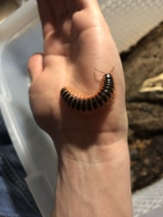 Apheloriini