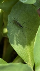 Gnophomyia tristissima
