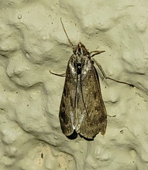 Crambidae