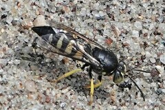 Bicyrtes quadrifasciatus