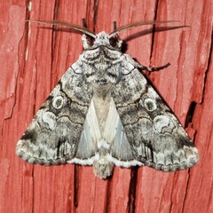 Sympistis chionanthi