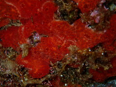 Polysyncraton lacazei