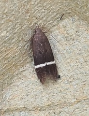 Aproaerema cinctella