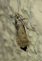 Crambidae