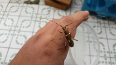 Eburia maccartyi