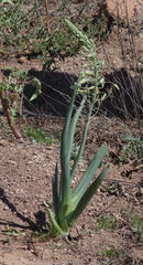 Chlorophytum