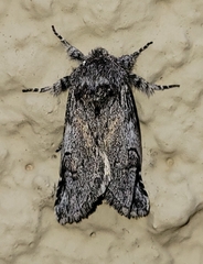 Astiptodonta aonides