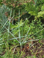 Leymus arenarius