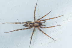 Liocranum rupicola