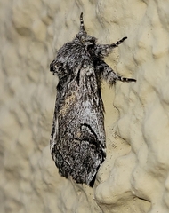 Astiptodonta aonides