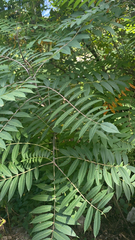 Rhus glabra