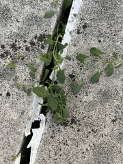 Convolvulus arvensis