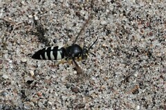 Bicyrtes quadrifasciatus