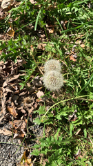 Taraxacum erythrospermum