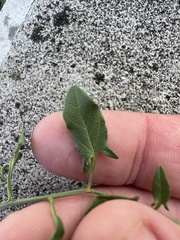 Convolvulus arvensis