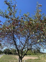 Malus baccata