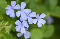 Plumbago auriculata