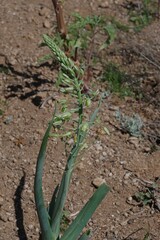 Albuca