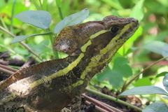 Basiliscus vittatus