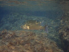 Dicentrarchus labrax