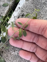 Convolvulus arvensis