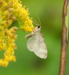 Larentiinae