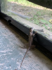 Sceloporus consobrinus