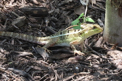 Basiliscus vittatus