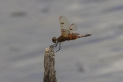 Celithemis elisa