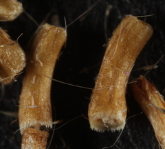 Aphanostephus ramosissimus