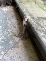 Sceloporus consobrinus