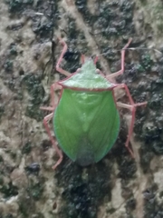Chlorocoris