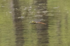 Anax longipes