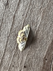 Idaea scintillularia