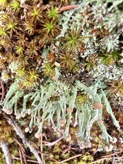 Cladonia peziziformis