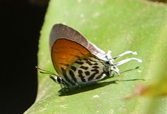 Drupadia ravindra
