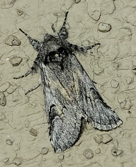 Astiptodonta aonides