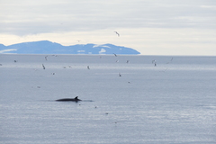 Balaenoptera acutorostrata