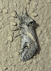 Astiptodonta aonides