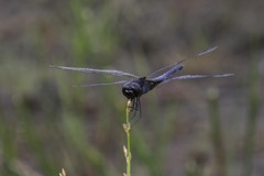 Celithemis martha