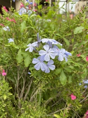 Plumbago auriculata