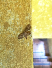 Calledapteryx dryopterata